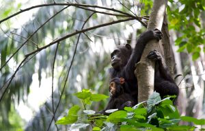 Gombe Stream National Park
