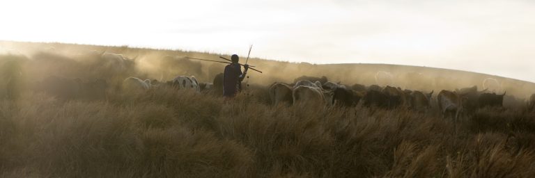 backlighting on a herd of caw