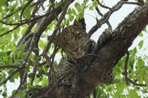 Mikumi National Park