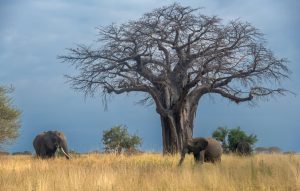 Tarangire National Park