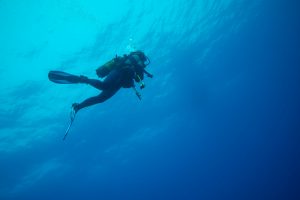 Marine Life Mafia Island