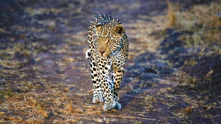 6-Day Classic Tanzania Safari