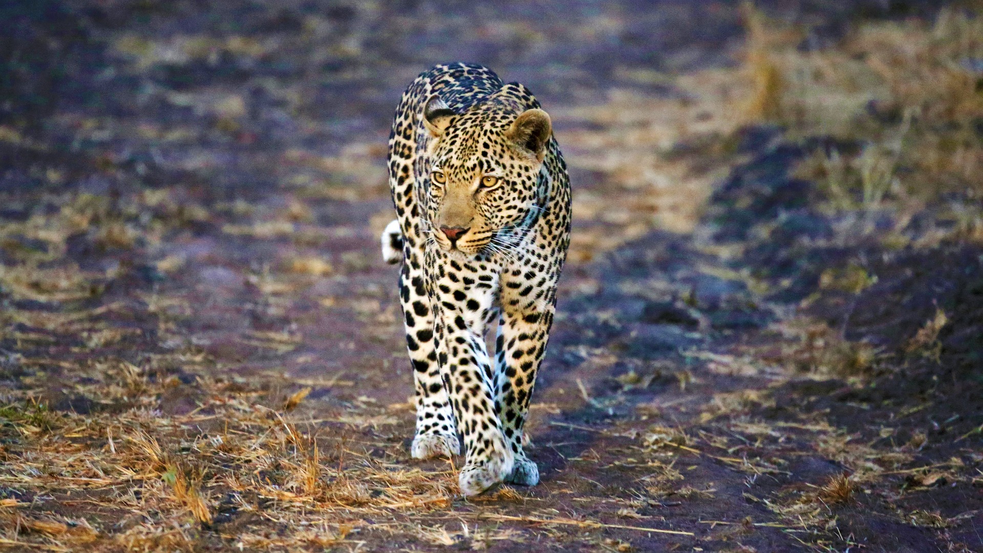 6-Day Classic Tanzania Safari
