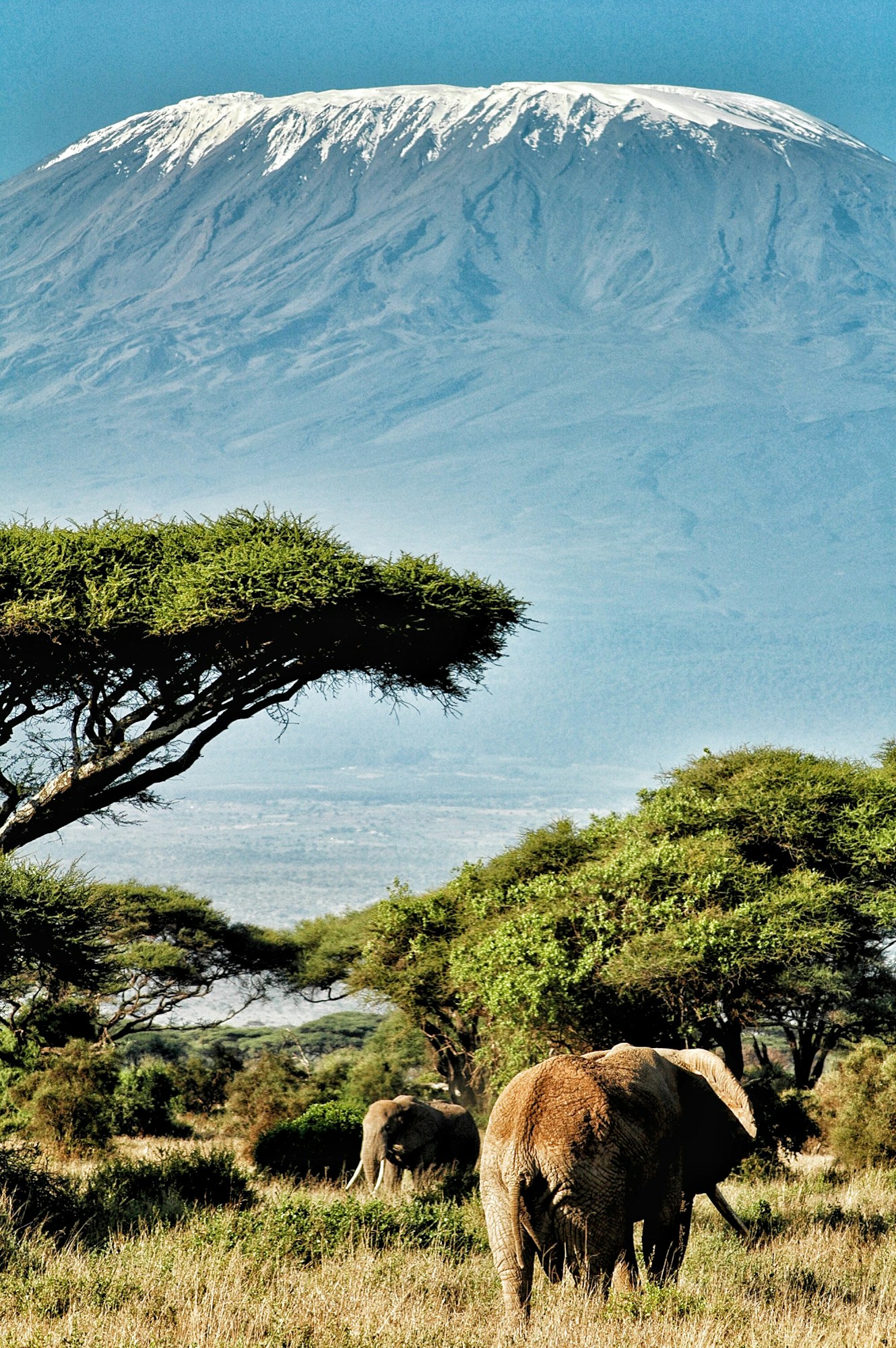 Moments in nature as elephants are seen in front of a mountain