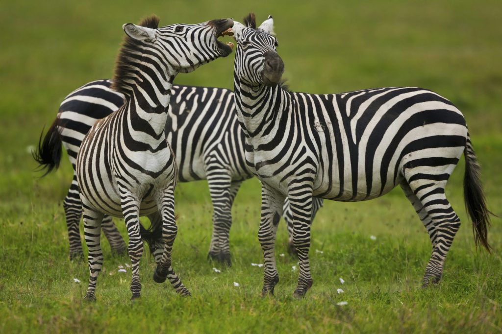 Plains zebras, Ngorongoro Conservation Area, Tanzania