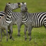 Volunteering with Conservation Projects